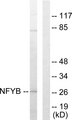 NFYB Antibody - Western blot analysis of lysates from 293 cells, using NFYB Antibody. The lane on the right is blocked with the synthesized peptide.