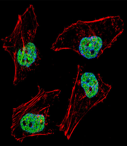 NFYB Antibody - Fluorescent confocal image of HeLa cell stained with NFYB Antibody. HeLa cells were fixed with 4% PFA (20 min), permeabilized with Triton X-100 (0.1%, 10 min), then incubated with NFYB primary antibody (1:25, 1 h at 37°C). For secondary antibody, Alexa Fluor 488 conjugated donkey anti-rabbit antibody (green) was used (1:400, 50 min at 37°C). Cytoplasmic actin was counterstained with Alexa Fluor 555 (red) conjugated Phalloidin (7units/ml, 1 h at 37°C). Nuclei were counterstained with DAPI (blue) (10 ug/ml, 10 min). NFYB immunoreactivity is localized to nucleus significantly.