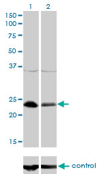 NFYB Antibody - Western blot analysis of NFYB over-expressed 293 cell line, cotransfected with NFYB Validated Chimera RNAi (Lane 2) or non-transfected control (Lane 1). Blot probed with NFYB monoclonal antibody (M01), clone 6H6 . GAPDH ( 36.1 kDa ) used as specificity and loading control.