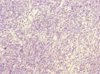 NFYB Antibody - Immunohistochemistry of paraffin-embedded human thymus tissue at dilution 1:100
