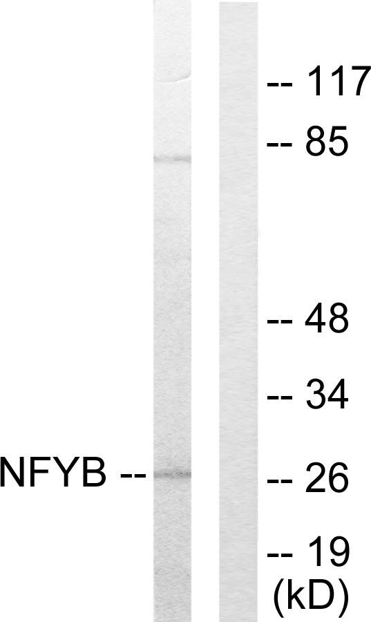 NFYB Antibody - Western blot analysis of extracts from 293 cells, using NFYB antibody.