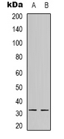 NFYB Antibody - Western blot analysis of NFYB expression in A549 (A); HEK293T (B) whole cell lysates.