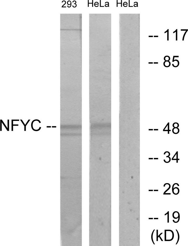 NFYC Antibody - Western blot analysis of lysates from HeLa and 293 cells, using NFYC Antibody. The lane on the right is blocked with the synthesized peptide.