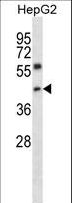 NFYC Antibody - NFYC Antibody western blot of HepG2 cell line lysates (35 ug/lane). The NFYC antibody detected the NFYC protein (arrow).