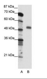 NFYC Antibody - A: Marker, B: Jurkat Cell Lysate.  This image was taken for the unconjugated form of this product. Other forms have not been tested.