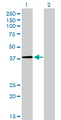 NFYC Antibody - Western blot of NFYC expression in transfected 293T cell line by NFYC monoclonal antibody (M01), clone 1D3.