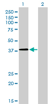 NFYC Antibody - Western blot of NFYC expression in transfected 293T cell line by NFYC monoclonal antibody (M01), clone 1D3.