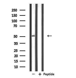 NFYC Antibody - Western blot analysis of extracts of 293 cells using NFYC antibody.