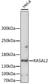 NGAP / RASAL2 Antibody - Western blot analysis of extracts of HeLa cells, using RASAL2 antibody at 1:1000 dilution. The secondary antibody used was an HRP Goat Anti-Rabbit IgG (H+L) at 1:10000 dilution. Lysates were loaded 25ug per lane and 3% nonfat dry milk in TBST was used for blocking. An ECL Kit was used for detection and the exposure time was 90s.