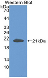 NGB / Neuroglobin Antibody - Western blot of recombinant NGB / Neuroglobin.