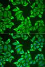 NGB / Neuroglobin Antibody - Immunofluorescence analysis of U2OS cells.