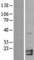NGB / Neuroglobin Protein - Western validation with an anti-DDK antibody * L: Control HEK293 lysate R: Over-expression lysate