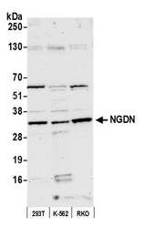 NGDN Antibody - Detection of human NGDN by western blot. Samples: Whole cell lysate (50 µg) from HEK293T, K-562, and RKO cells prepared using NETN lysis buffer. Antibody: Affinity purified Rabbit anti-NGDN antibody used for WB at 1:1000. Secondary: HRP-conjugated goat anti-rabbit IgG (A120-101P). Chemiluminescence with an exposure time of 75 seconds.