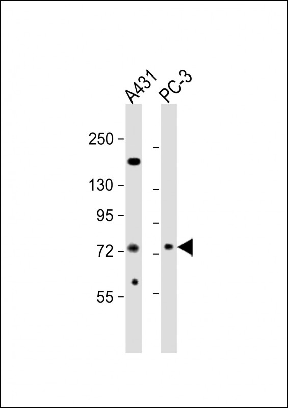 NGEF / EPHEXIN Antibody - All lanes: Anti-NGEF Antibody (C-term) at 1:2000 dilution. Lane 1: A431 whole cell lysates. Lane 2: PC-3 whole cell lysates Lysates/proteins at 20 ug per lane. Secondary Goat Anti-Rabbit IgG, (H+L), Peroxidase conjugated at 1:10000 dilution. Predicted band size: 82 kDa. Blocking/Dilution buffer: 5% NFDM/TBST.