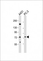 NGEF / EPHEXIN Antibody - All lanes: Anti-NGEF Antibody (C-term) at 1:2000 dilution. Lane 1: A431 whole cell lysates. Lane 2: PC-3 whole cell lysates Lysates/proteins at 20 ug per lane. Secondary Goat Anti-Rabbit IgG, (H+L), Peroxidase conjugated at 1:10000 dilution. Predicted band size: 82 kDa. Blocking/Dilution buffer: 5% NFDM/TBST.