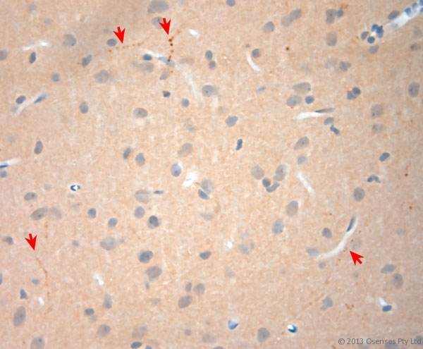 NGF Antibody - Rabbit antibody to NGF (130-180). IHC-P on paraffin sections of rat brain. The animal was perfused using Autoperfuser at a pressure of 110 mm Hg with 300 ml 4% FA and further post fixed overnight before being processed for paraffin embedding. HIER: Tris-EDTA, pH 9 for 20 min using Thermo PT Module. Blocking: 0.2% LFDM in TBST filtered through a 0.2 micron filter. Detection was done using Novolink HRP polymer from Leica following manufacturers instructions. Primary antibody: dilution 1:1000, incubated 30 min at RT using Autostainer. Sections were counterstained with Harris Hematoxylin.