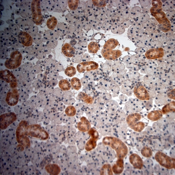 NGF Antibody - Rabbit antibody to NGF (130-180). IHC-P on paraffin sections of rat salivary gland. The animal was perfused using Autoperfuser at a pressure of 130 mm Hg with 300 ml of Davidson's modified fixative (4% formaldehyde also works nicely) before being processed for paraffin embedding. HIER: Tris-EDTA, pH 9 for 20 min using Thermo PT Module. Blocking: 0.2% LFDM in TBST filtered through a 0.2 micron filter. Detection was done using Novolink HRP polymer from Leica following manufacturers instructions, using DAB chromogen. Primary antibody: dilution 1:1000, incubated 30 min at RT using Autostainer. Sections were counterstained with Harris Hematoxylin.