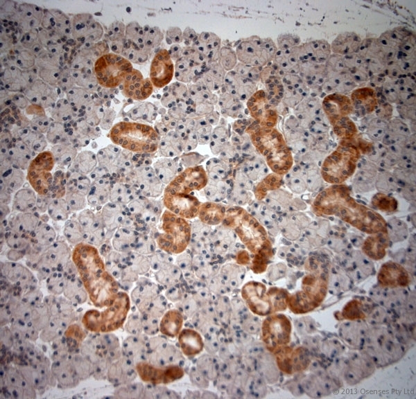 NGF Antibody - Rabbit antibody to NGF (130-180). IHC-P on paraffin sections of rat salivary gland. The animal was perfused using Autoperfuser at a pressure of 130 mm Hg with 300 ml of Davidson's modified fixative (4% formaldehyde also works nicely) before being processed for paraffin embedding. HIER: Tris-EDTA, pH 9 for 20 min using Thermo PT Module. Blocking: 0.2% LFDM in TBST filtered through a 0.2 micron filter. Detection was done using Novolink HRP polymer from Leica following manufacturers instructions, using DAB chromogen. Primary antibody: dilution 1:1000, incubated 30 min at RT using Autostainer. Sections were counterstained with Harris Hematoxylin.