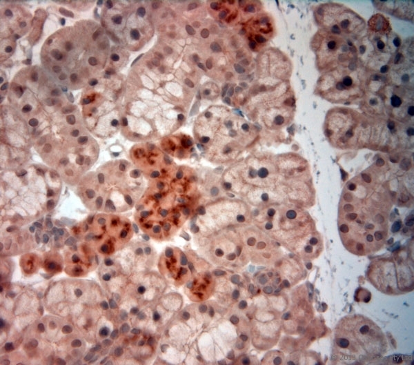 NGF Antibody - Rabbit antibody to NGF (195-240). IHC-P on paraffin sections of rat salivary gland. The animal was perfused using Autoperfuser at a pressure of 130 mm Hg with 300 ml of Davidson's modified fixative (4% formaldehyde also works nicely) before being processed for paraffin embedding. HIER: Tris-EDTA, pH 9 for 20 min using Thermo PT Module. Blocking: 0.2% LFDM in TBST filtered through a 0.2 micron filter. Detection was done using Novolink HRP polymer from Leica following manufacturers instructions, using DAB chromogen. Primary antibody: dilution 1:1000, incubated 30 min at RT using Autostainer. Sections were counterstained with Harris Hematoxylin.