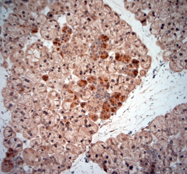 NGF Antibody - Rabbit antibody to NGF (195-240). IHC-P on paraffin sections of rat salivary gland. The animal was perfused using Autoperfuser at a pressure of 130 mm Hg with 300 ml of Davidson\'s modified fixative (4% formaldehyde also works nicely) before being processed for paraffin embedding. HIER: Tris-EDTA, pH 9 for 20 min using Thermo PT Module. Blocking: 0.2% LFDM in TBST filtered through a 0.2 micron filter. Detection was done using Novolink HRP polymer from Leica following manufacturers instructions, using DAB chromogen. Primary antibody: dilution 1:1000, incubated 30 min at RT using Autostainer. Sections were counterstained with Harris Hematoxylin.