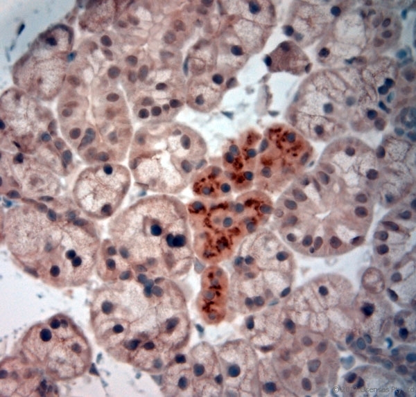 NGF Antibody - Rabbit antibody to NGF (195-240). IHC-P on paraffin sections of rat salivary gland. The animal was perfused using Autoperfuser at a pressure of 130 mm Hg with 300 ml of Davidson\'s modified fixative (4% formaldehyde also works nicely) before being processed for paraffin embedding. HIER: Tris-EDTA, pH 9 for 20 min using Thermo PT Module. Blocking: 0.2% LFDM in TBST filtered through a 0.2 micron filter. Detection was done using Novolink HRP polymer from Leica following manufacturers instructions, using DAB chromogen. Primary antibody: dilution 1:1000, incubated 30 min at RT using Autostainer. Sections were counterstained with Harris Hematoxylin.
