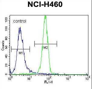NGF Antibody - NGFB Antibody flow cytometry of NCI-H460 cells (right histogram) compared to a negative control cell (left histogram). FITC-conjugated goat-anti-rabbit secondary antibodies were used for the analysis.