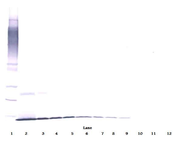 NGF Antibody - Western Blot (non-reducing) of NGF antibody. This image was taken for the unconjugated form of this product. Other forms have not been tested.