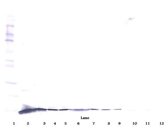 NGF Antibody - Western Blot (reducing) of NGF antibody. This image was taken for the unconjugated form of this product. Other forms have not been tested.