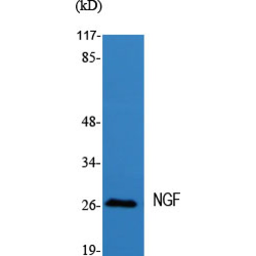 NGF Antibody - Western blot of NGF antibody