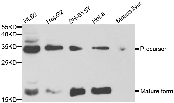 NGF Antibody - Western blot analysis of extracts of various cell lines, using NGF antibody at 1:1000 dilution. The secondary antibody used was an HRP Goat Anti-Rabbit IgG (H+L) at 1:10000 dilution. Lysates were loaded 25ug per lane and 3% nonfat dry milk in TBST was used for blocking.