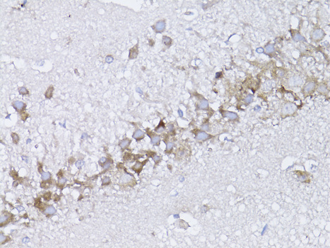 NGF Antibody - Immunohistochemistry of paraffin-embedded mouse brain using NGF antibody at dilution of 1:75 (40x lens).