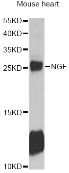NGF Antibody - Western blot analysis of extracts of mouse heart, using NGF antibody at 1:1000 dilution. The secondary antibody used was an HRP Goat Anti-Rabbit IgG (H+L) at 1:10000 dilution. Lysates were loaded 25ug per lane and 3% nonfat dry milk in TBST was used for blocking.