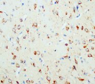 NGF Antibody -  This image was taken for the unconjugated form of this product. Other forms have not been tested.