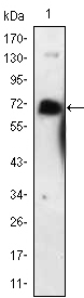 NGFR / CD271 / TNR16 Antibody - Western blot using NGFR mouse monoclonal antibody against NGFR-hIgGFc transfected HEK293 cell lysate.