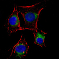 NGFR / CD271 / TNR16 Antibody - Immunofluorescence of EC cells using NGFR mouse monoclonal antibody (green). Red: Actin filaments have been labeled with DY-554 phalloidin. Blue: DRAQ5 fluorescent DNA dye.