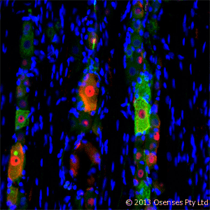 NGFR / CD271 / TNR16 Antibody - Mouse monoclonal antibody to rat p75NTR (MC192). IF on rat trigeminal using Mouse monoclonal antibody to rat p75NTR at a concentration of 10 ug/ml (green), Rabbit antibody to internal part of cFos (c-fos): whole serum (OSC00040W) at 1:500 dilution and DAPI counterstained appearing in blue.