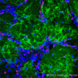 NGFR / CD271 / TNR16 Antibody - Mouse monoclonal antibody to rat p75NTR (MC192). IF on rat olfactory bulb using Mouse monoclonal antibody to rat p75NTR at a concentration of 10 ug/ml (green), Rabbit antibody to internal part of cFos (c-fos): whole serum (OSC00040W) at 1:500 dilution and DAPI counterstained appearing in blue.