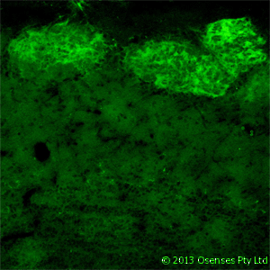 NGFR / CD271 / TNR16 Antibody - Mouse monoclonal antibody to rat p75NTR (MC192). IF on rat olfactory bulb using Mouse monoclonal antibody to rat p75NTR at a concentration of 10 ug/ml.