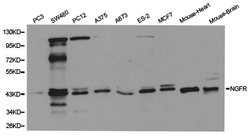 NGFR / CD271 / TNR16 Antibody - Western blot of extracts of various cell lines, using NGFR antibody.