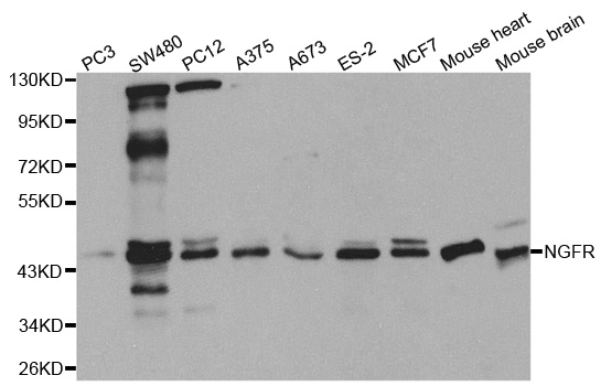NGFR / CD271 / TNR16 Antibody - Western blot analysis of extracts of various cell lines.