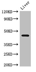 NGFR / CD271 / TNR16 Antibody - Positive WB detected in:Mouse liver tissue;All lanes:NGFR antibody at 2.7?g/ml;Secondary;Goat polyclonal to rabbit IgG at 1/50000 dilution;Predicted band size: 46,36 KDa;Observed band size: 46 KDa;