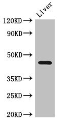 NGFR / CD271 / TNR16 Antibody - Western Blot Positive WB detected in: Mouse liver tissue All lanes: NGFR antibody at 2.7µg/ml Secondary Goat polyclonal to rabbit IgG at 1/50000 dilution Predicted band size: 46, 36 kDa Observed band size: 46 kDa