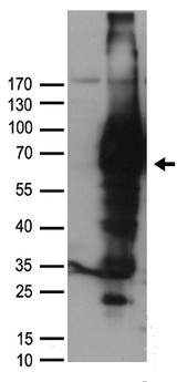 NGFR / CD271 / TNR16 Antibody - HEK293T cells were transfected with the pCMV6-ENTRY control. (Left lane) or pCMV6-ENTRY NGFR. (Right lane) cDNA for 48 hrs and lysed