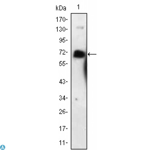 NGFR / CD271 / TNR16 Antibody - Western Blot (WB) analysis using NGFR p75 Monoclonal Antibody against NGFR-hIgGFc transfected HEK293 cell lysate.