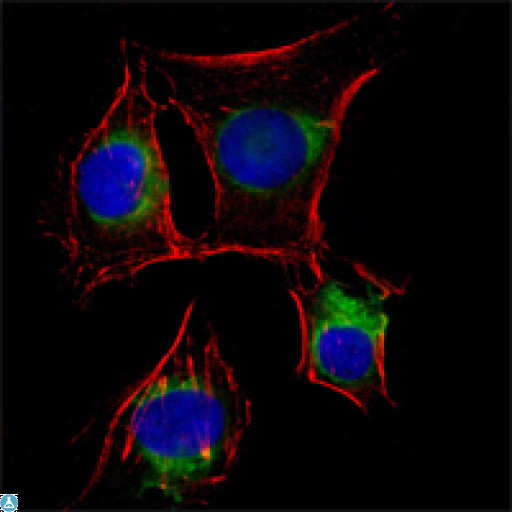 NGFR / CD271 / TNR16 Antibody - Immunofluorescence (IF) analysis of EC cells using NGFR p75 Monoclonal Antibody (green). Red: Actin filaments have been labeled with DY-554 phalloidin. Blue: DRAQ5 fluorescent DNA dye.