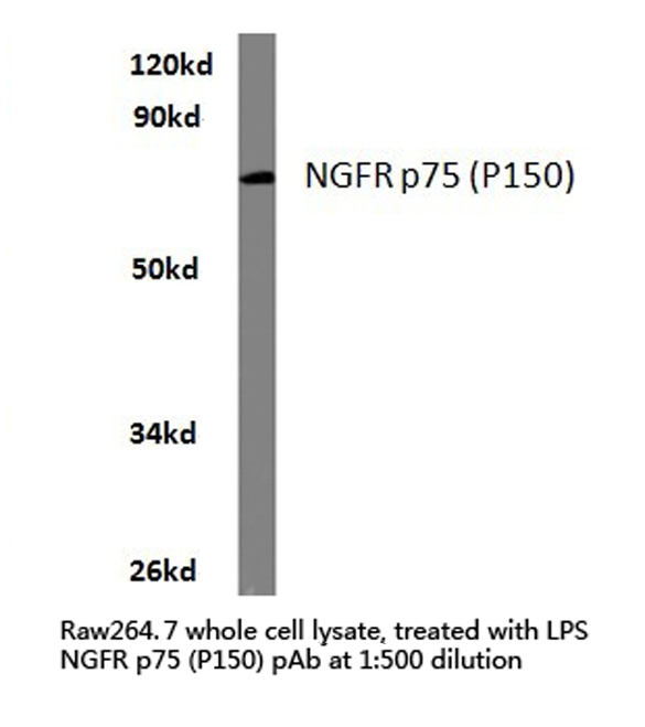 NGFR / CD271 / TNR16 Antibody - Western blot of NGFR p75 (P150) pAb in extracts from raw264.7 cells,treated with LPS.