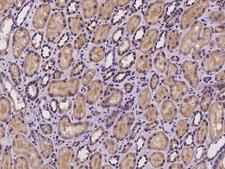 NGLY1 Antibody - Immunochemical staining of human NGLY1 in human kidney with rabbit polyclonal antibody at 1:100 dilution, formalin-fixed paraffin embedded sections.