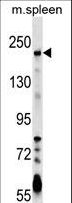 NGN / Neogenin Antibody - NEO1 Antibody western blot of mouse spleen tissue lysates (35 ug/lane). The NEO1 antibody detected the NEO1 protein (arrow).