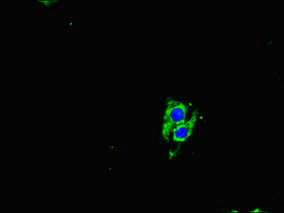 NGN / Neogenin Antibody - Immunofluorescent analysis of Hela cells diluted at 1:100 and Alexa Fluor 488-congugated AffiniPure Goat Anti-Rabbit IgG(H+L)