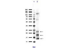NGP Antibody - Western Blot of rabbit anti-Ngp antibody. Lane 1: MW ladder (opal pre-stained). Lane 2: 32D lysate. Load: 10 µg per lane. Primary antibody: Ngp antibody at 1:1000 for overnight at 4°C. Secondary antibody: rabbit secondary HRP antibody at 1:70,000 for 45 min at RT. Block: BlockOut overnight at 4°C. Predicted/Observed size: 17, 20 kDa for Ngp. Higher banding due to glycosylation. ~125 kDa non-specific.